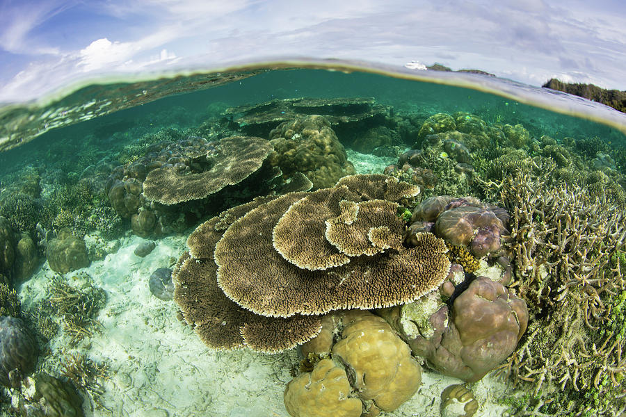 Beautiful Hard Corals Grow In Shallow Photograph By Ethan Daniels - Pixels