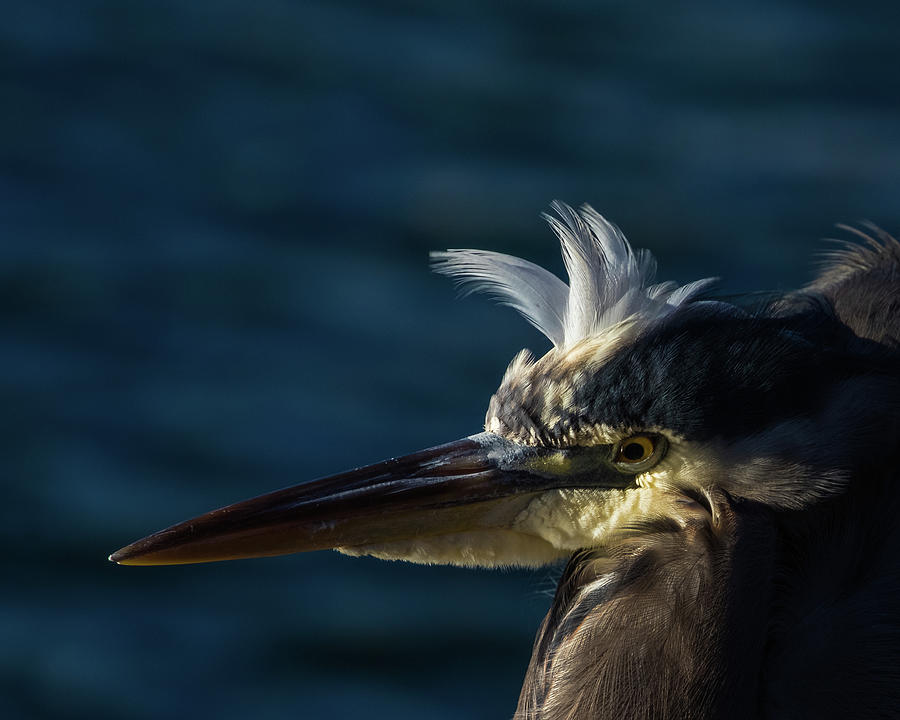 Beautiful Heron  Photograph by Michelle Pennell