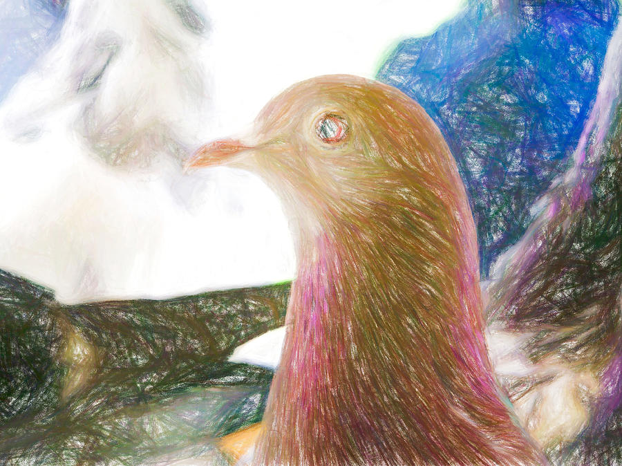 Beautiful Homing Pigeon Colored Pencil Photograph by Don Northup