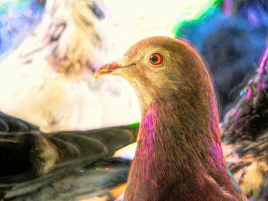 Beautiful Homing Pigeon Impasto Photograph by Don Northup