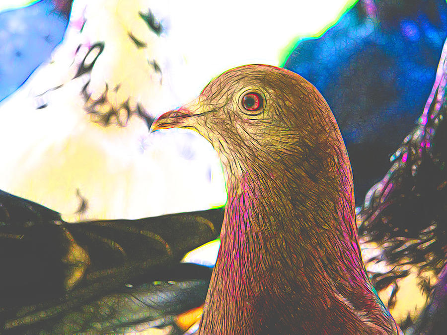 Beautiful Homing Pigeon Styled Digital Art by Don Northup
