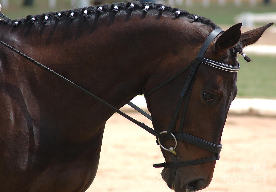 Compete Photograph - Beautiful Horse by Lee Torrens Compete Photograph - Beautiful Horse by Lee Torrens