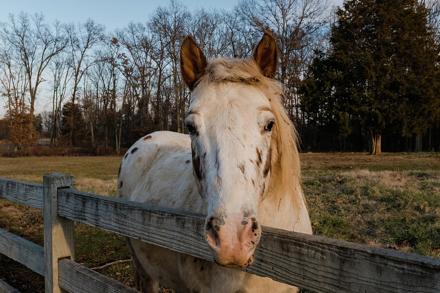 Beautiful Horse Looking At Camera Over A Fence Photograph by Cavan ...