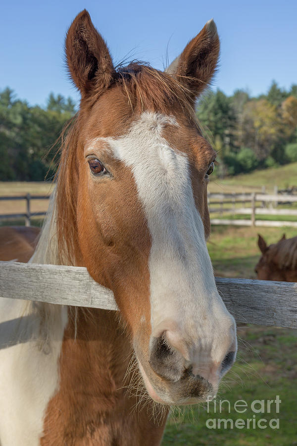 Beautiful Horse on a Farm in New Hampshire Photograph by Edward Fielding