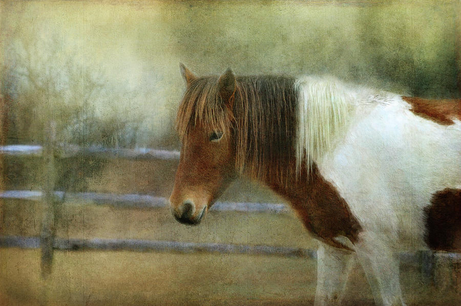 Beautiful Horse Digital Art by Terry Davis
