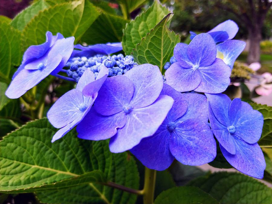 Beautiful Hydrangeas Still Blooming Photograph By Darrell Maciver 