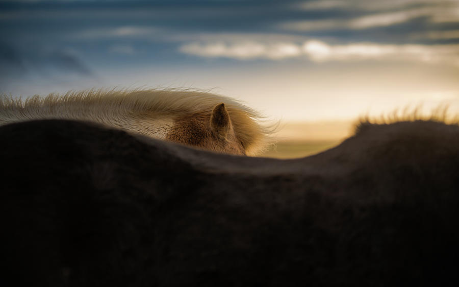 Beautiful Icelandic Horse Mane Photograph by Coolbiere Photograph