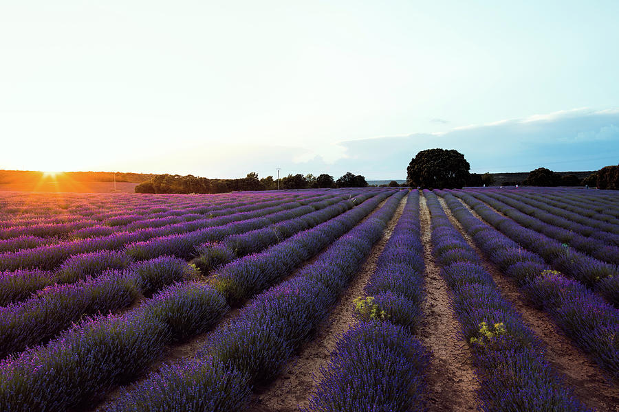 Beautiful Image Of Lavender Fields. Summer Sunset Landscape Photograph