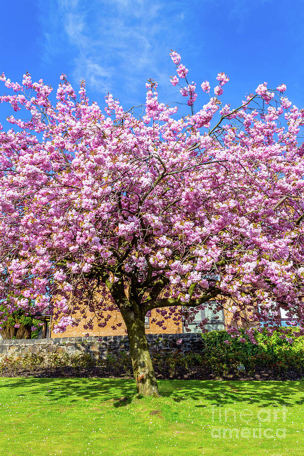 Beautiful Japanese Cherry Tree Blossom Photograph by Malgorzata Larys