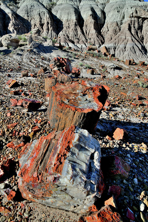 Beautiful Jasper Forest of Petrified Forest NP Photograph by Ray Mathis