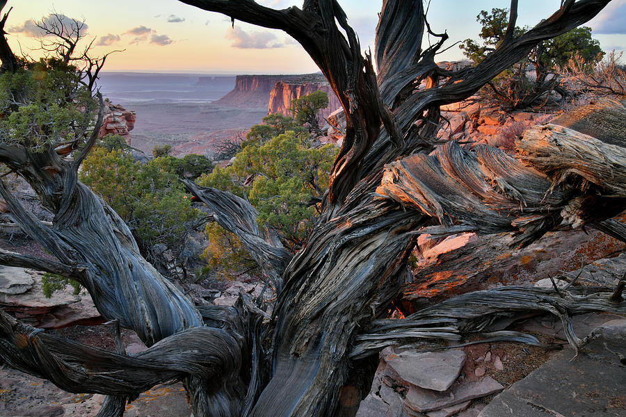 Beautiful Juniper at Sunset in Canyonlands Photograph by Ray Mathis
