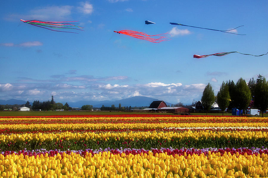 Beautiful Kites And Tulip Fields Photograph by Garry Gay