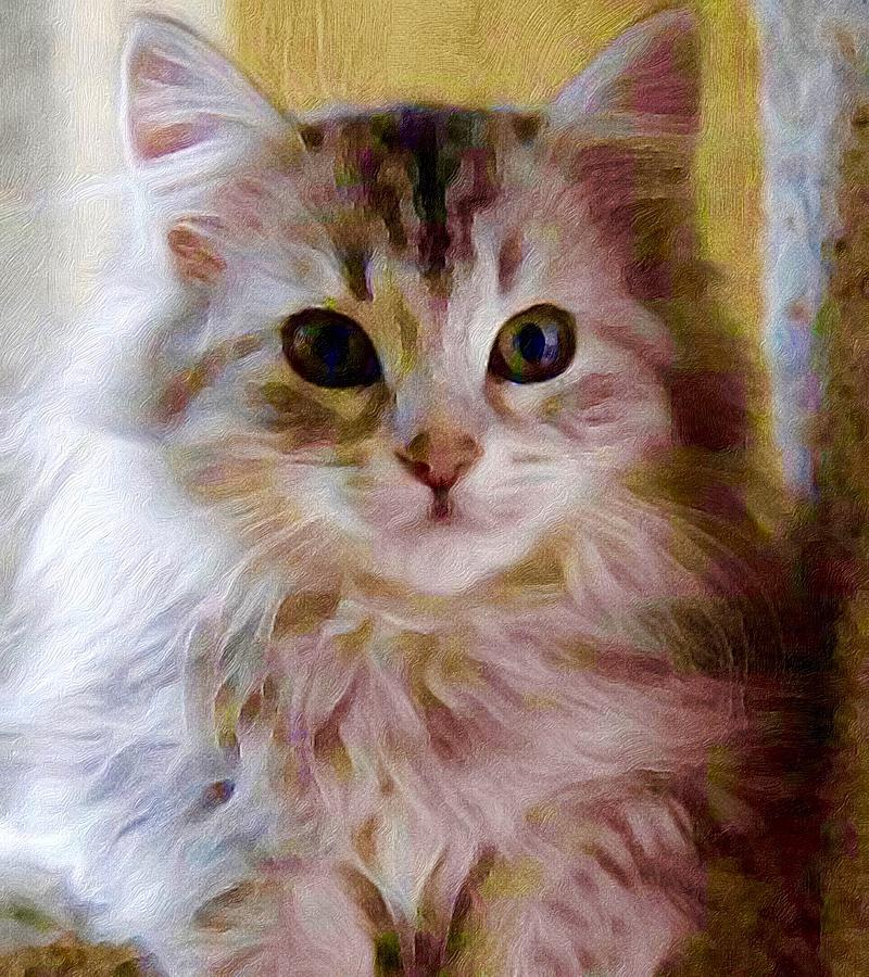 Beautiful Kitty Photograph