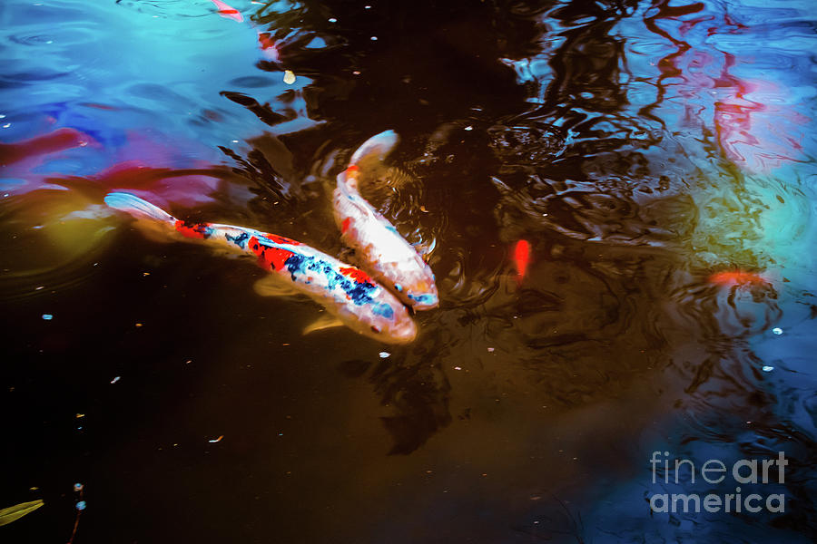 Beautiful Koi Photograph by Colleen Kammerer
