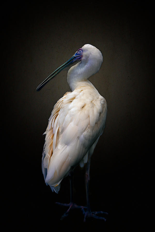 Spoonbill Photograph - Beautiful Lady by Alex Zhao