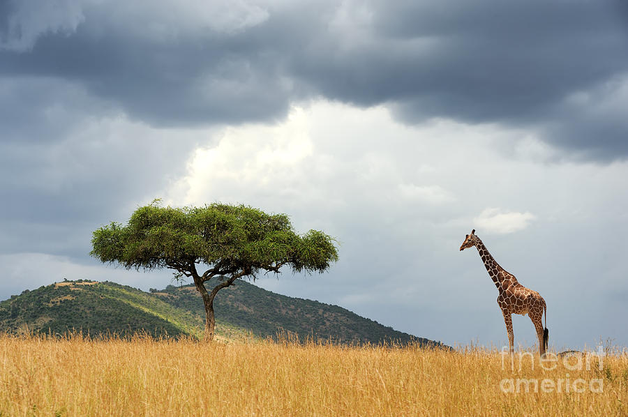 Summer Photograph - Beautiful Landscape With Nobody Tree by Volodymyr Burdiak Summer Photograph - Beautiful Landscape With Nobody Tree by Volodymyr Burdiak