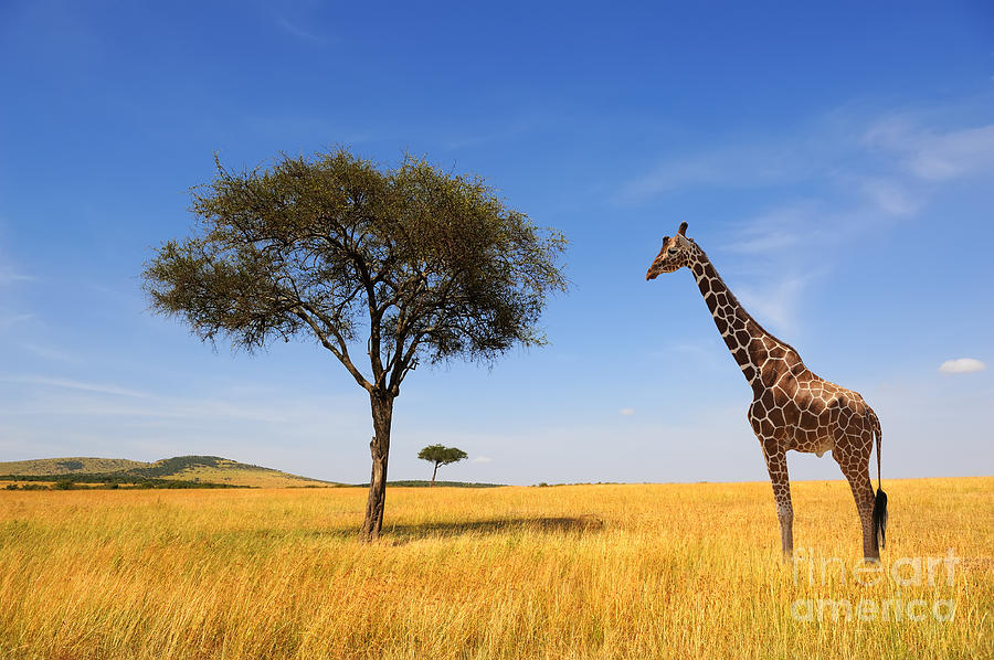 Safari Photograph - Beautiful Landscape With Tree And by Volodymyr Burdiak Safari Photograph - Beautiful Landscape With Tree And by Volodymyr Burdiak
