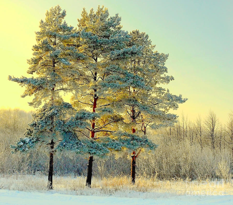 Winter Photograph - Beautiful Landscape With Winter Forest by Deserg Winter Photograph - Beautiful Landscape With Winter Forest by Deserg