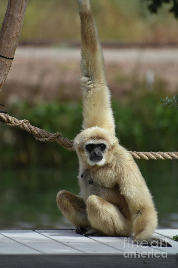 long arm monkey