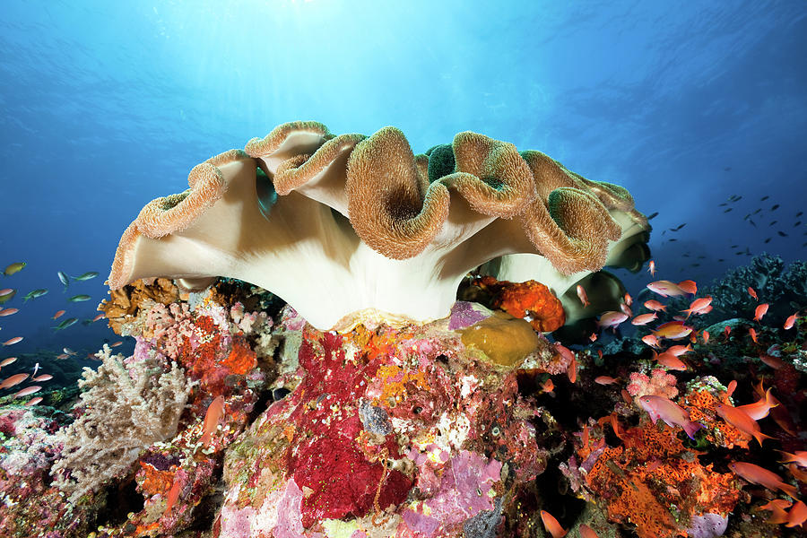 Beautiful Leather Coral And Sea Goldies Photograph by Ifish Beautiful Leather Coral And Sea Goldies Photograph by Ifish