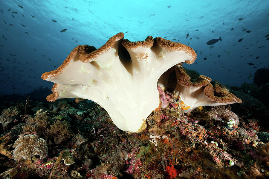 Beautiful Leather Coral At Crystal Bay Photograph by Ifish