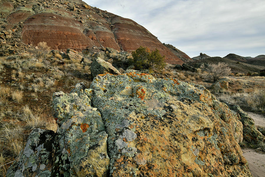 Beautiful Lichen Covered Boulder at Base of Ruby Mountain Photograph by Ray Mathis