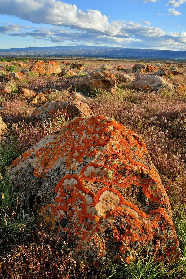 Beautiful Lichens in Book Cliffs Desert Photograph by Ray Mathis