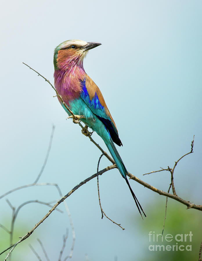 Beautiful Lilac Breasted Roller Perched Photograph by Vicki Jauron, Babylon And Beyond Photography