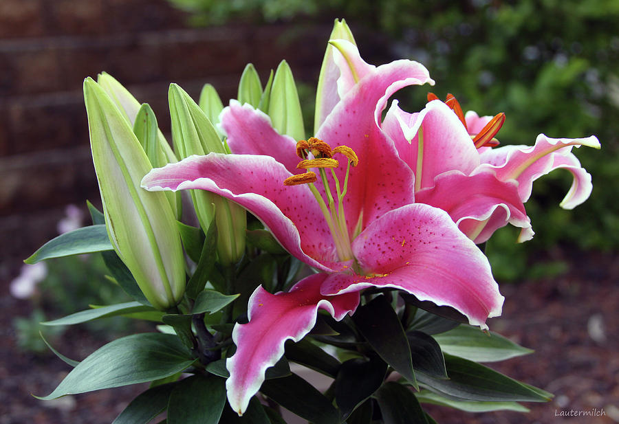 Beautiful Lily Photograph by John Lautermilch