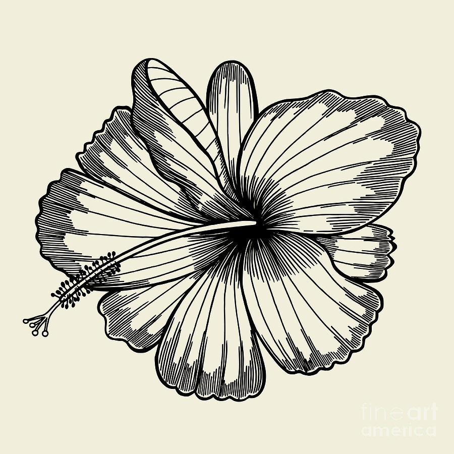 Flora Digital Art - Beautiful Lily Painted In A Graphic by Frescomovie Flora Digital Art - Beautiful Lily Painted In A Graphic by Frescomovie