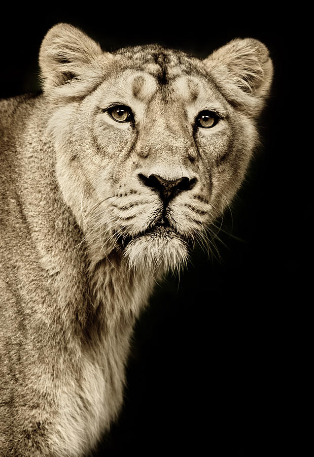 Beautiful Lioness Photograph by Andyworks