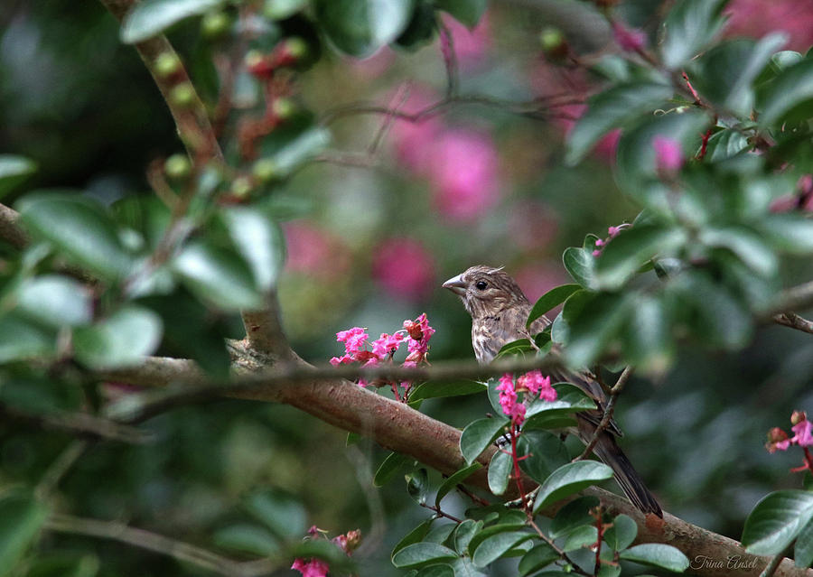 Beautiful Little Finch Photograph by Trina Ansel