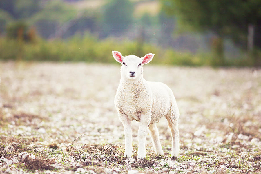 Beautiful Little Lamb In English Photograph by Rosanna Bell