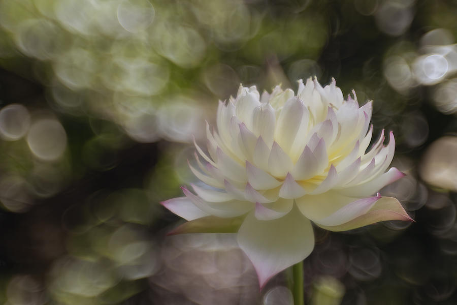 Beautiful Lotus Photograph by Linda D Lester