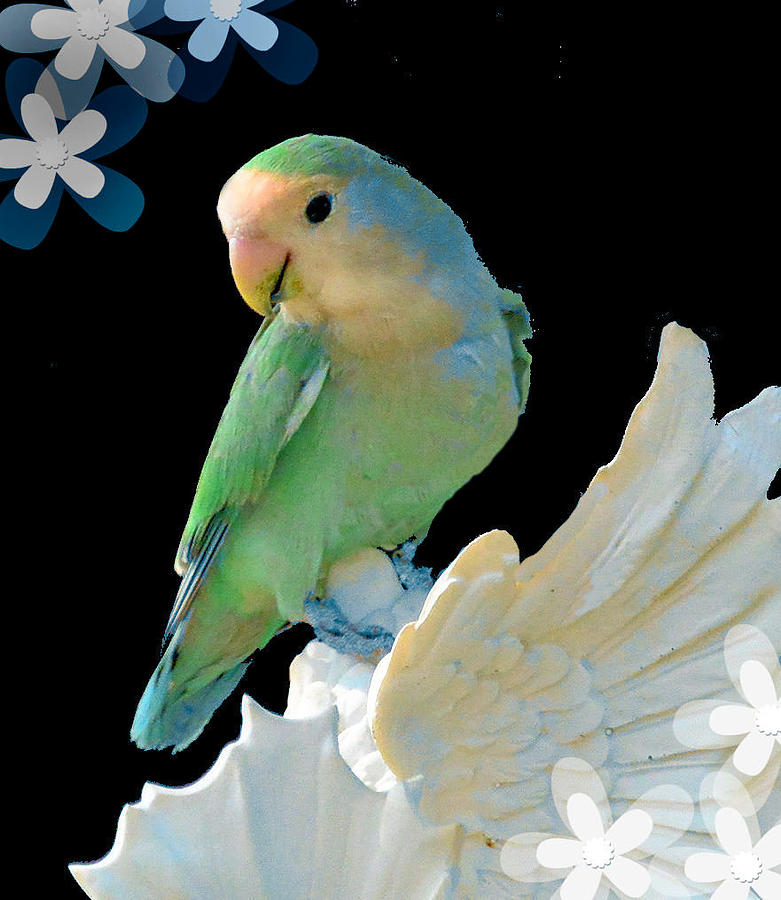 Beautiful Lovebird Photograph