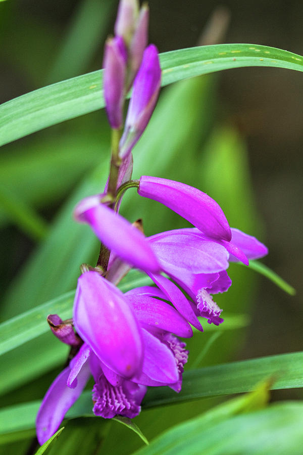 Beautiful Magenta Hardy Orchid Blossoms Photograph by Kathy Clark