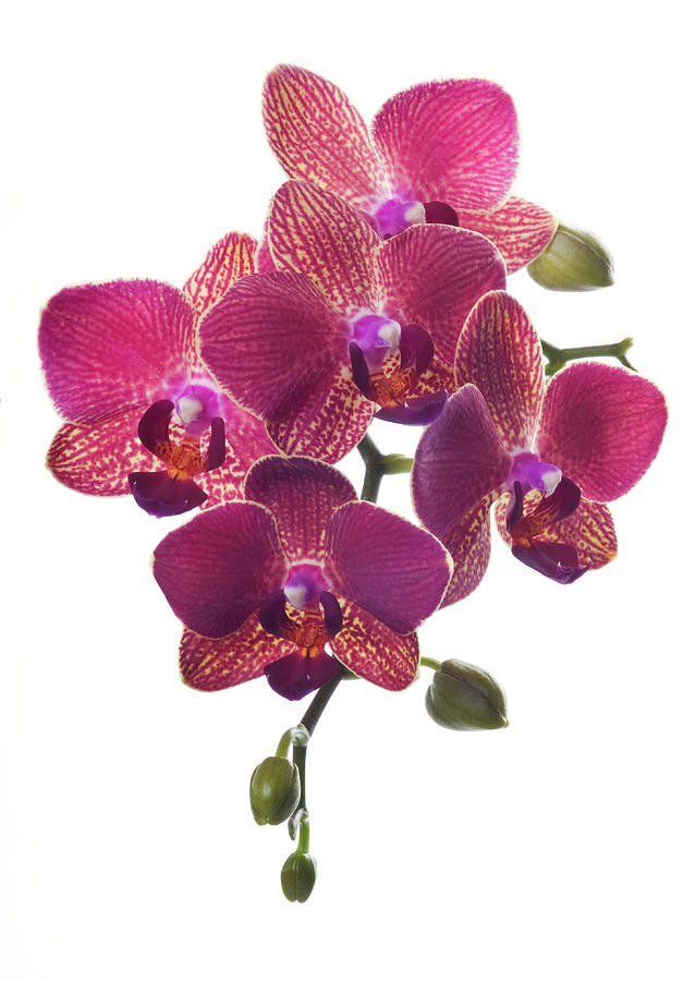 Beautiful Magenta Orchid On White Photograph by Digihelion