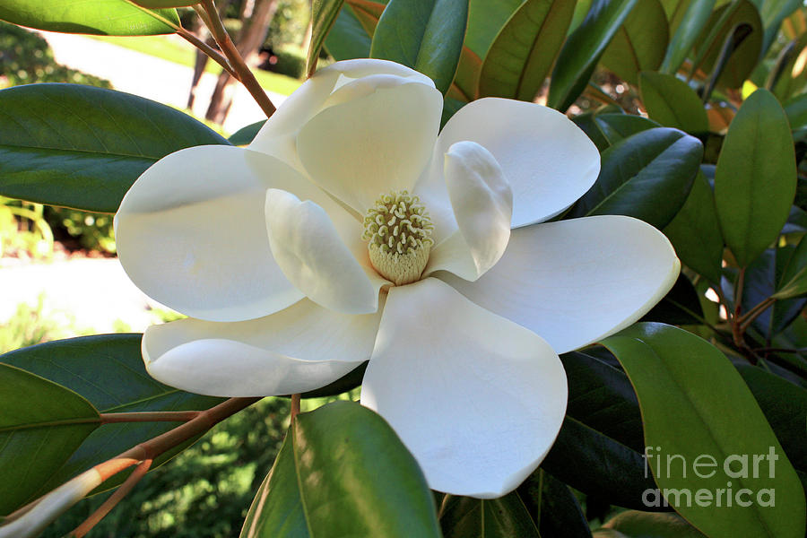 Beautiful Magnolia Photograph by Carol Groenen