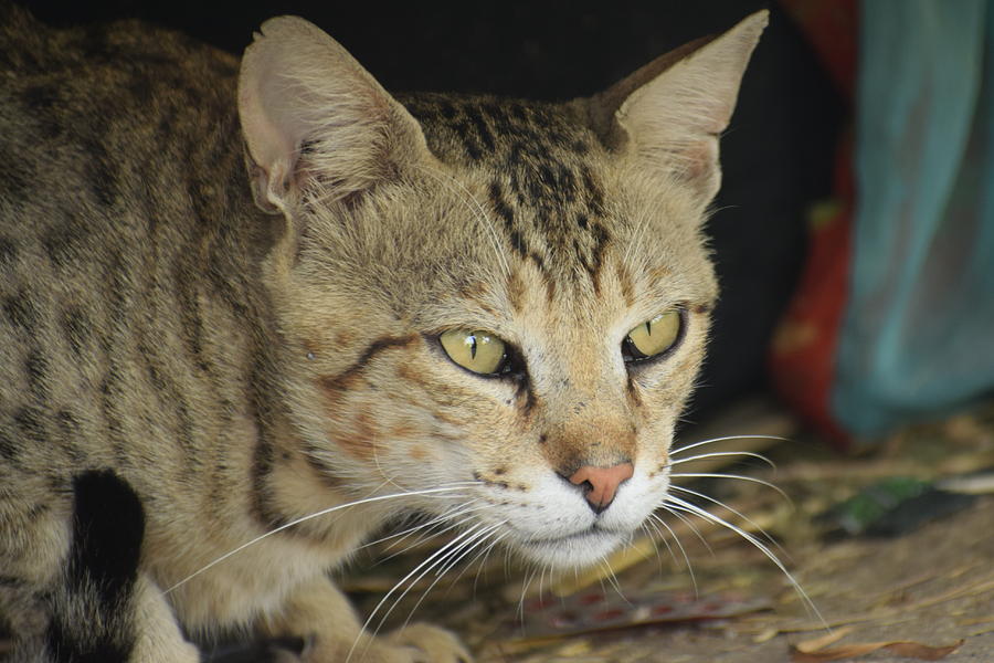 Beautiful Male Feral Cat Photograph. Photograph by Jitender Kumar ...