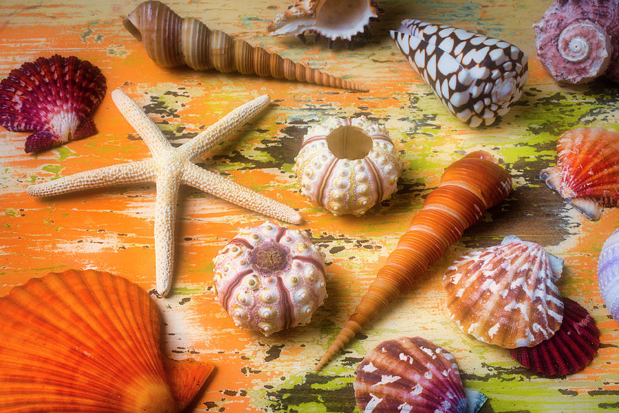 Beautiful Marne Seashell Collection  Photograph by Garry Gay