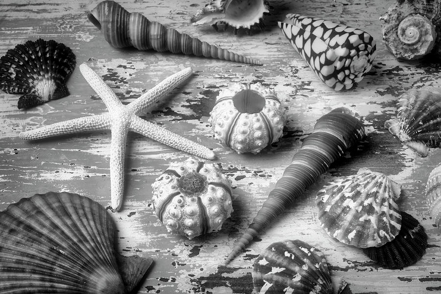 Beautiful Marne Seashell Collection In Black And White Photograph by Garry Gay