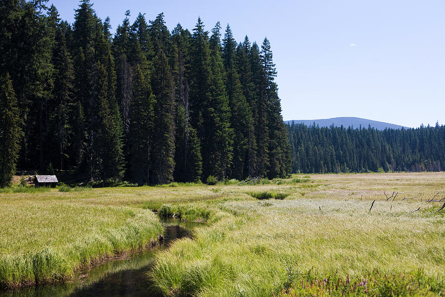 Beautiful Meadow In Oregon Photograph by Chris Parsons