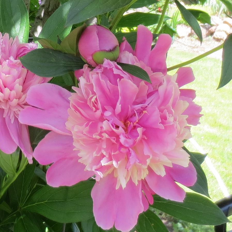 Beautiful Medium Pink Peony Photograph by Paul - Phyllis Stuart - Fine ...