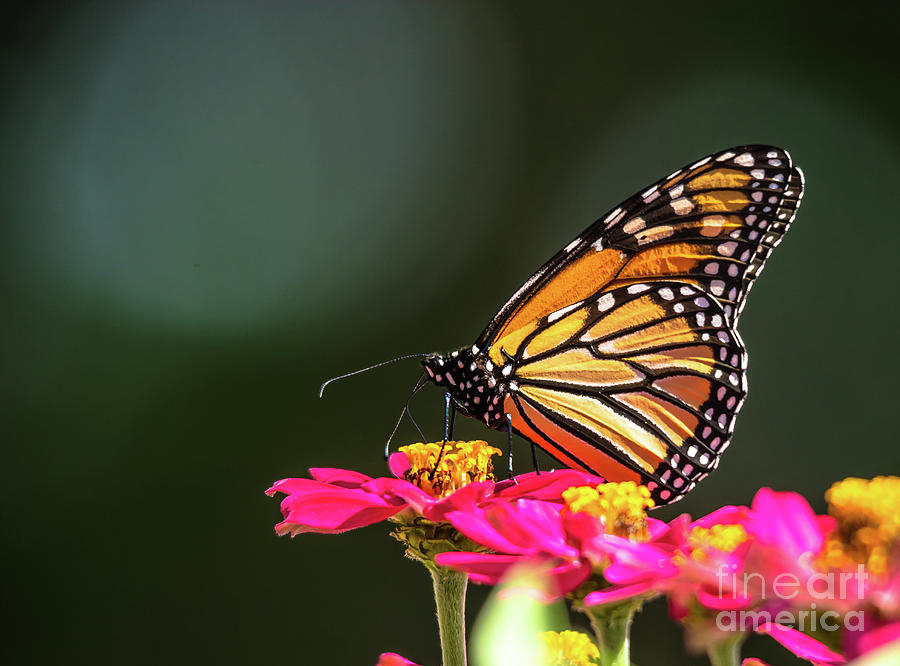 Beautiful Monarch Photograph by Cheryl Baxter