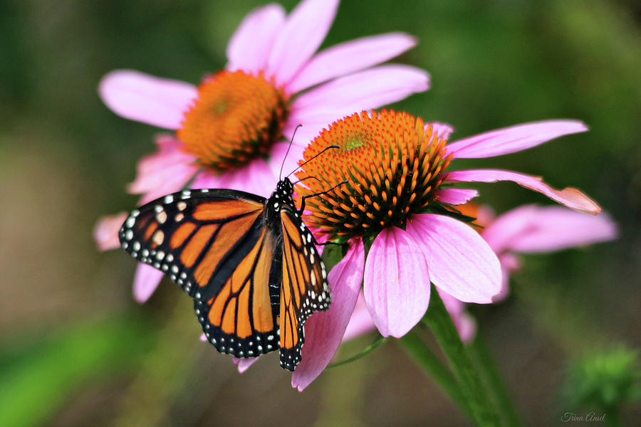Beautiful Monarch on Pink Coneflowers Photograph by Trina Ansel