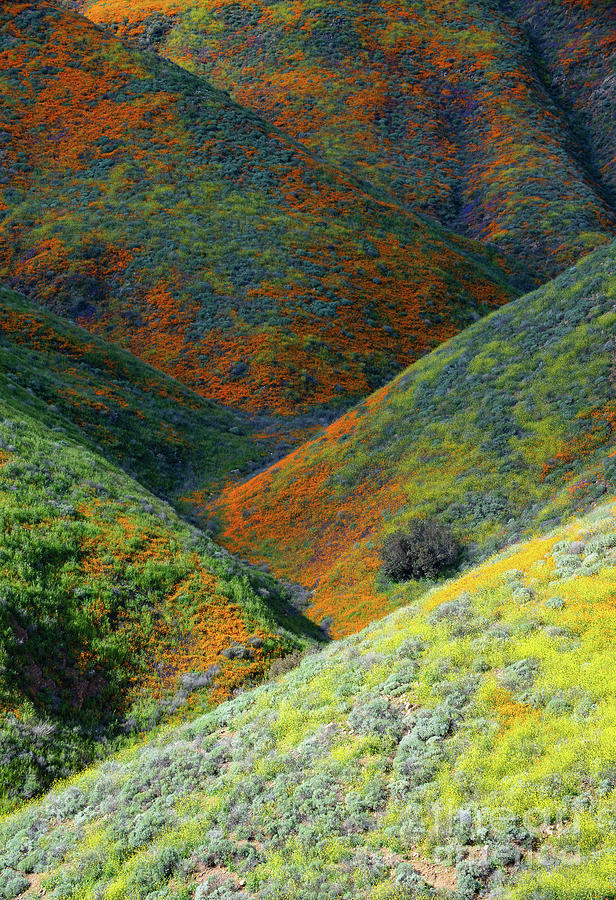 Beautiful Mountain In Lake Elsinore Super Bloom 2019. Photograph by