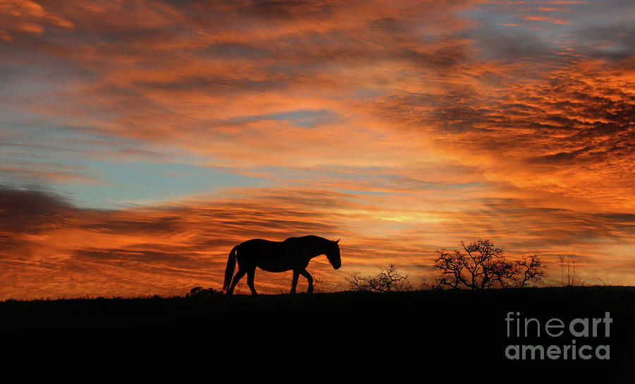 Beautiful Mustang Horse in the Wild with Red and Orange Sunrise Photograph by Stephanie Laird