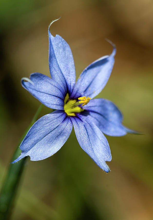 Beautiful Narrowleaf Blue-eyed Grass Wildflower Photograph by Kathy Clark
