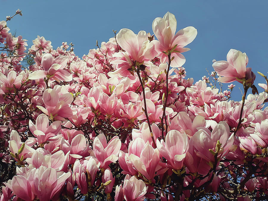 Beautiful nature concept, seasonal outdoor magnolia blooming in ...