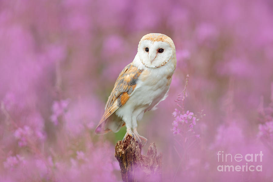 Prey Photograph - Beautiful Nature Scene With Owl by Ondrej Prosicky
